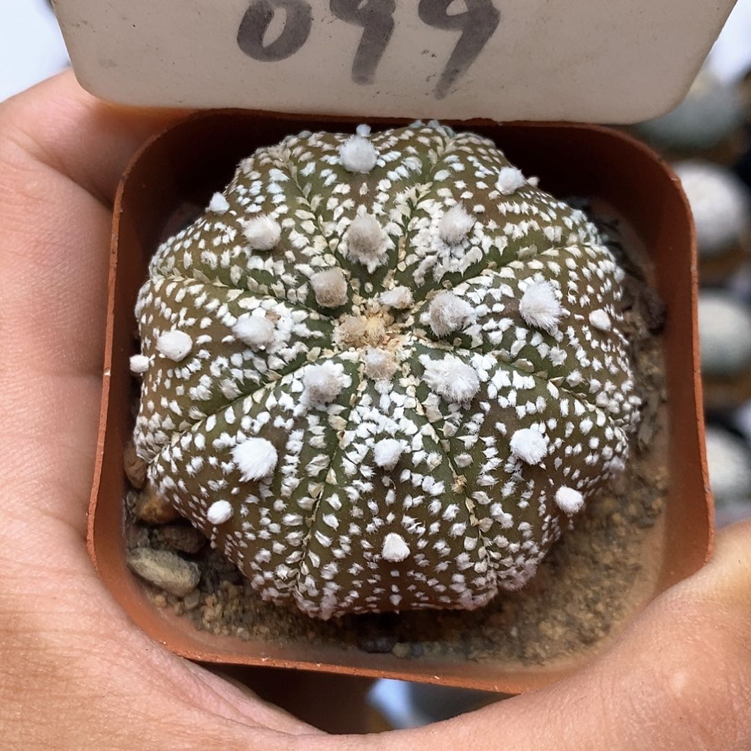 099福利特价咯福利了