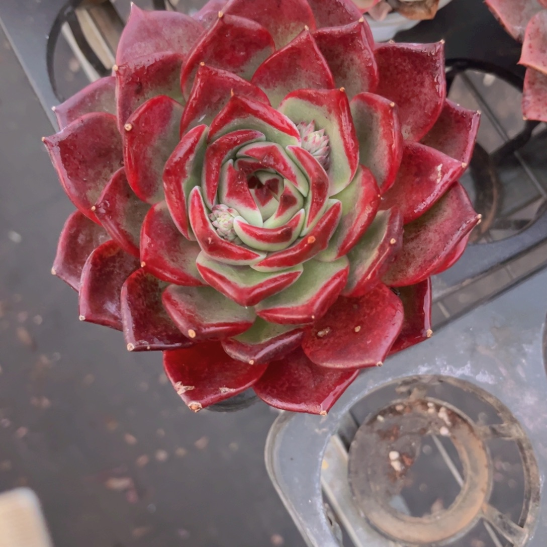 12公分黑武士9999块左右价格