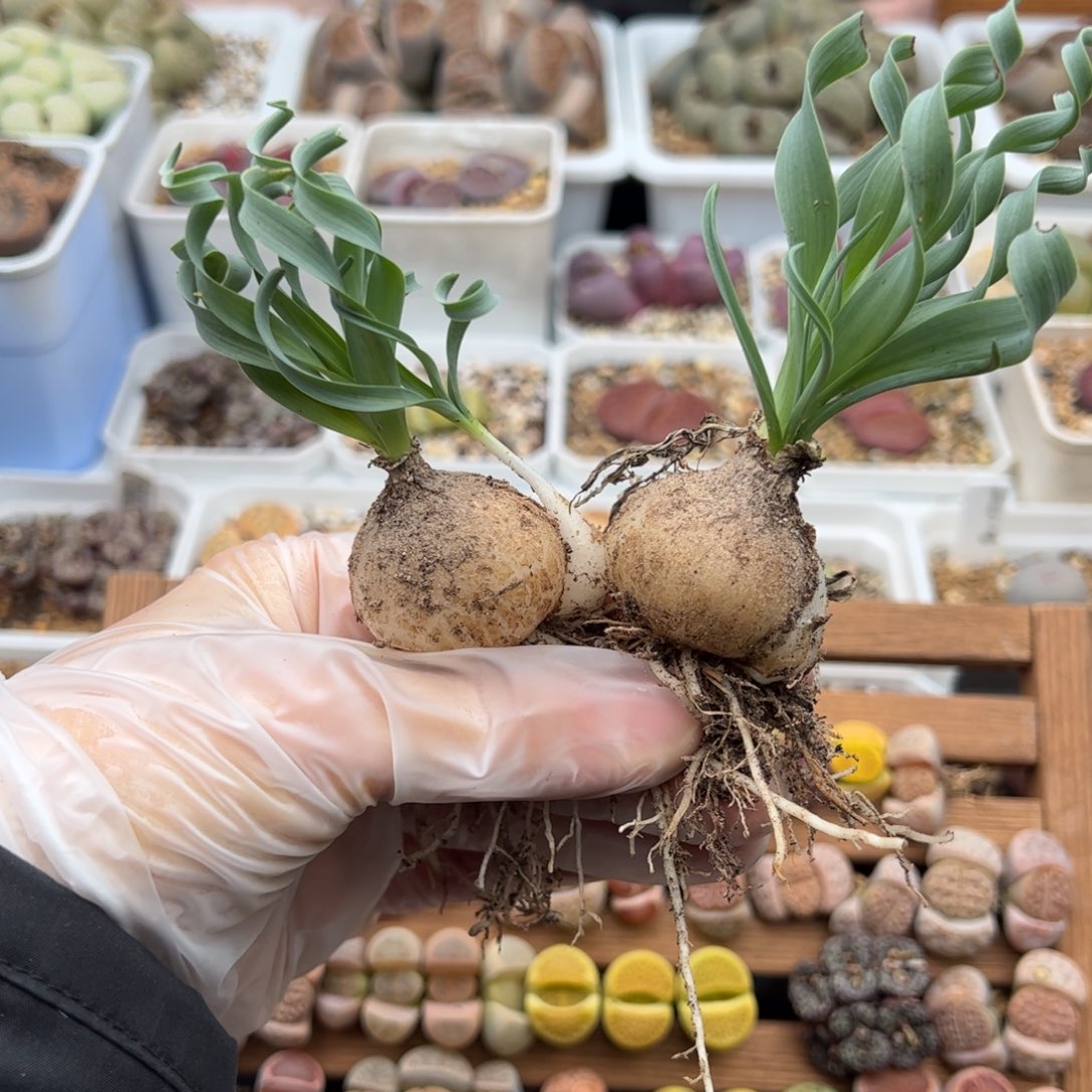 011号弹簧草多肉植物