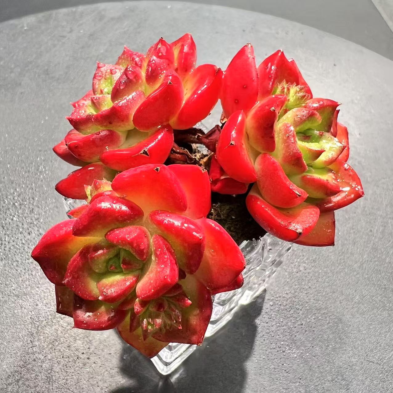 【直播专享】无土多肉--蒂亚玫瑰SP（1颗）