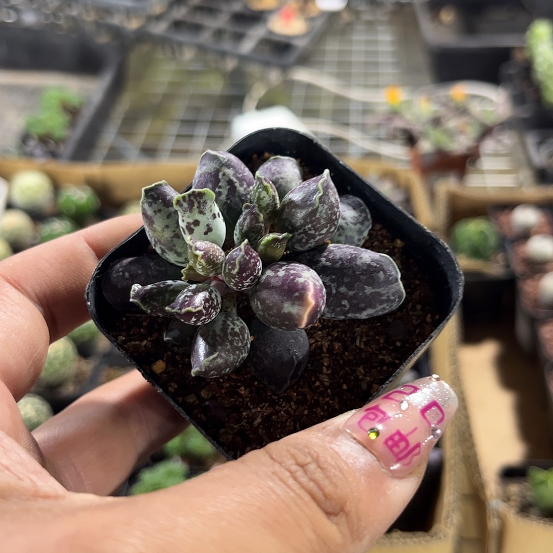 海豹单头发货单头发