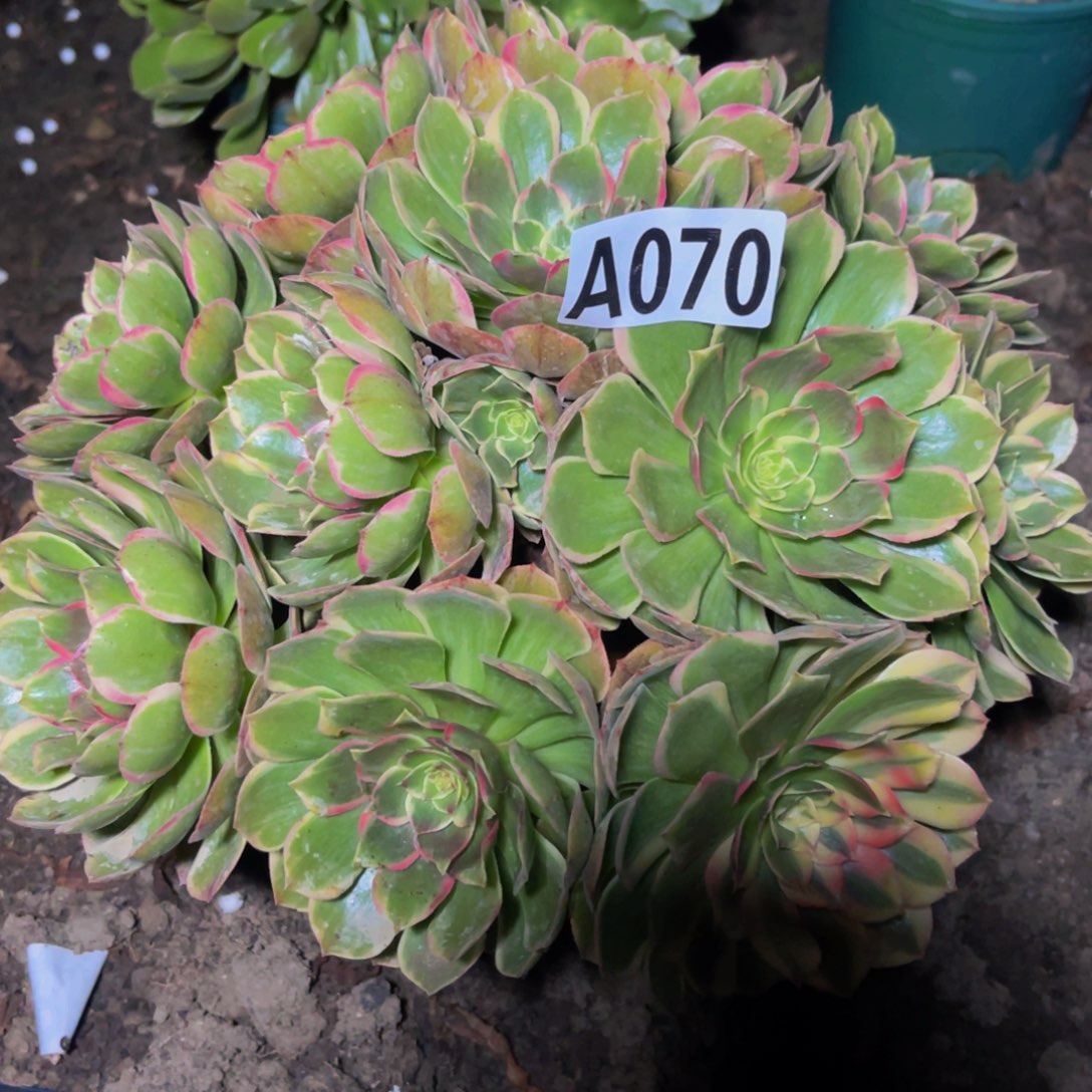 粉花妖16////15包邮