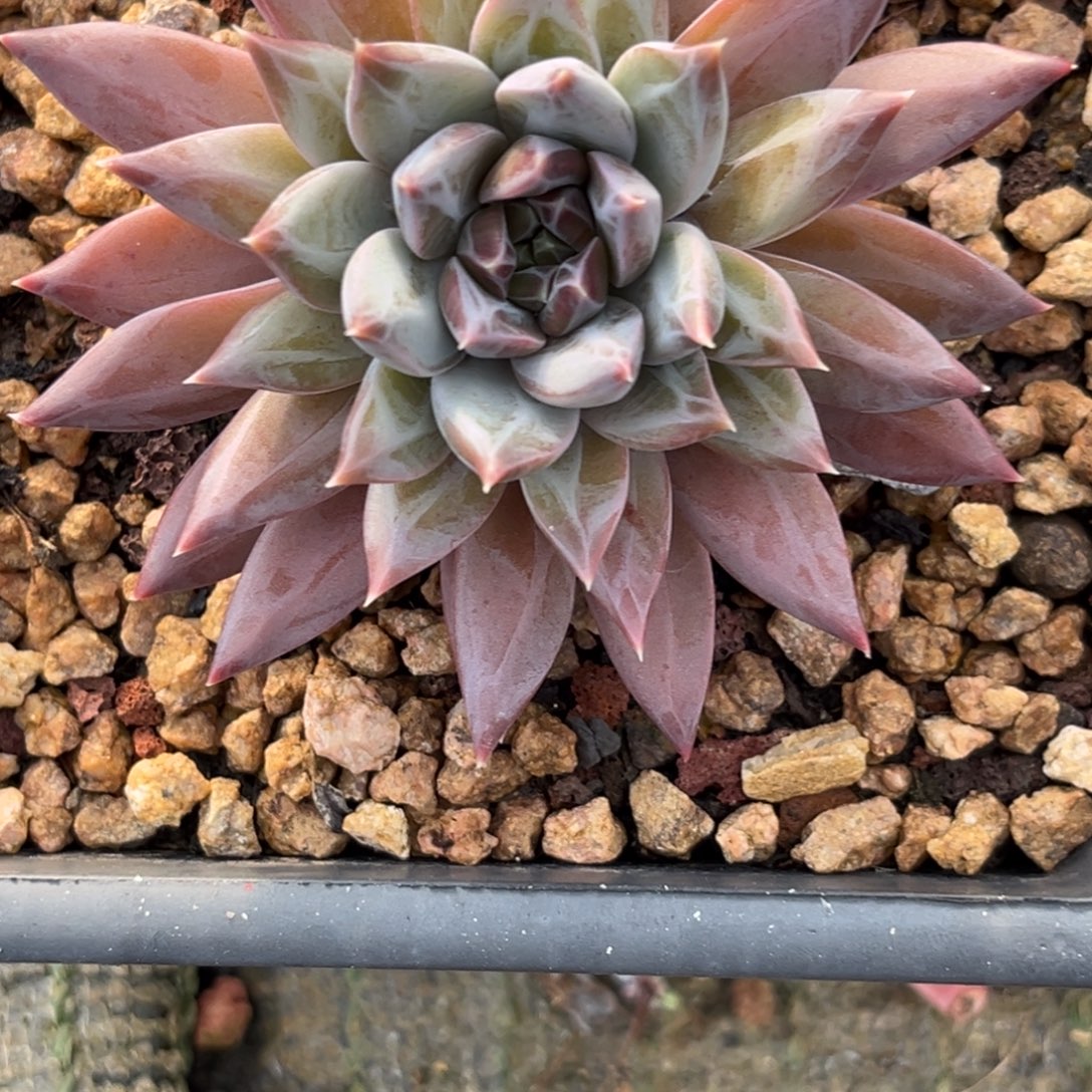 清****2308下午多肉植物群生