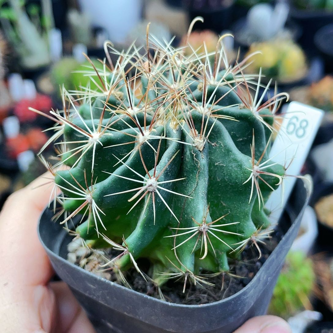 非偏远地区25包邮仙人球