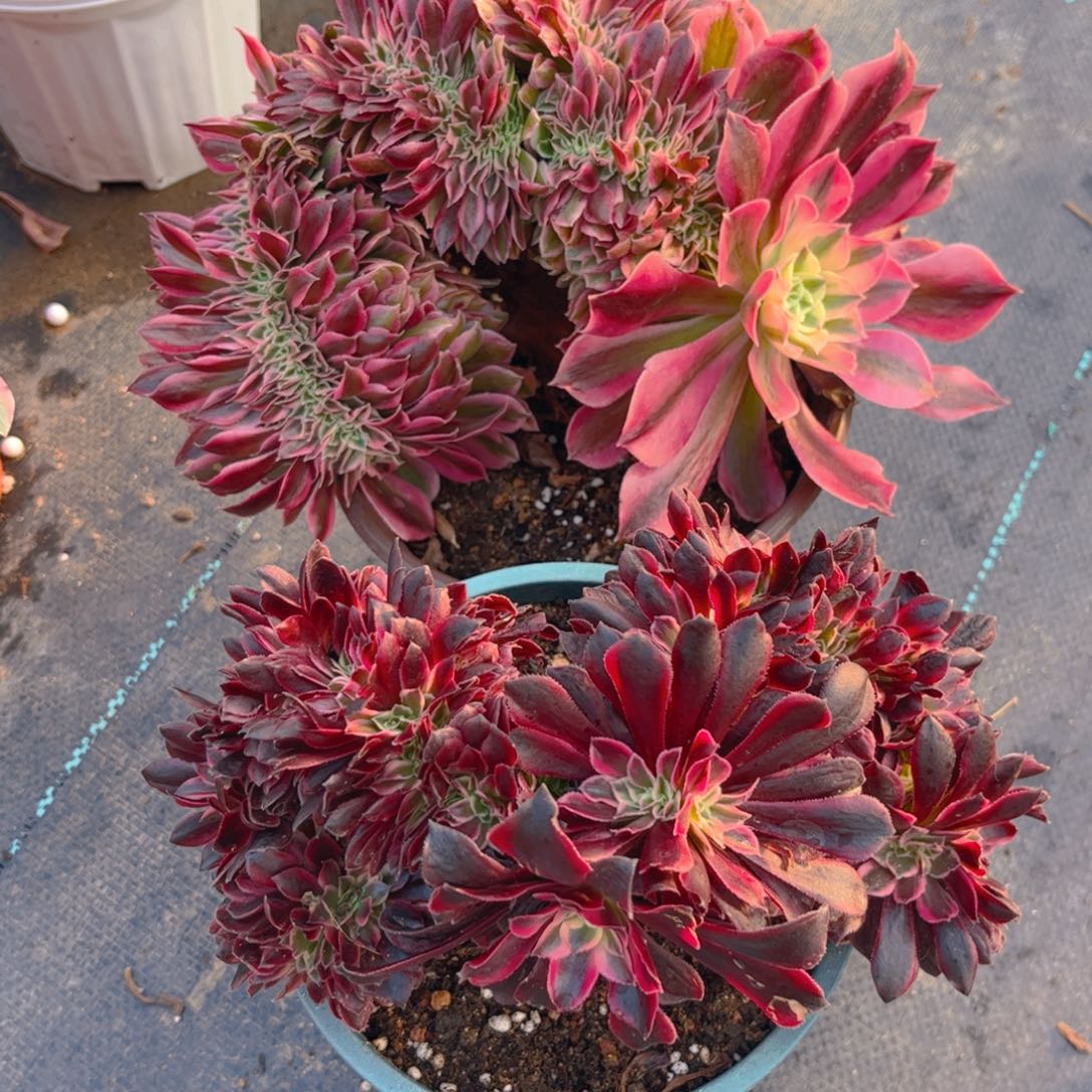 潦**身两颗558法师法师法师