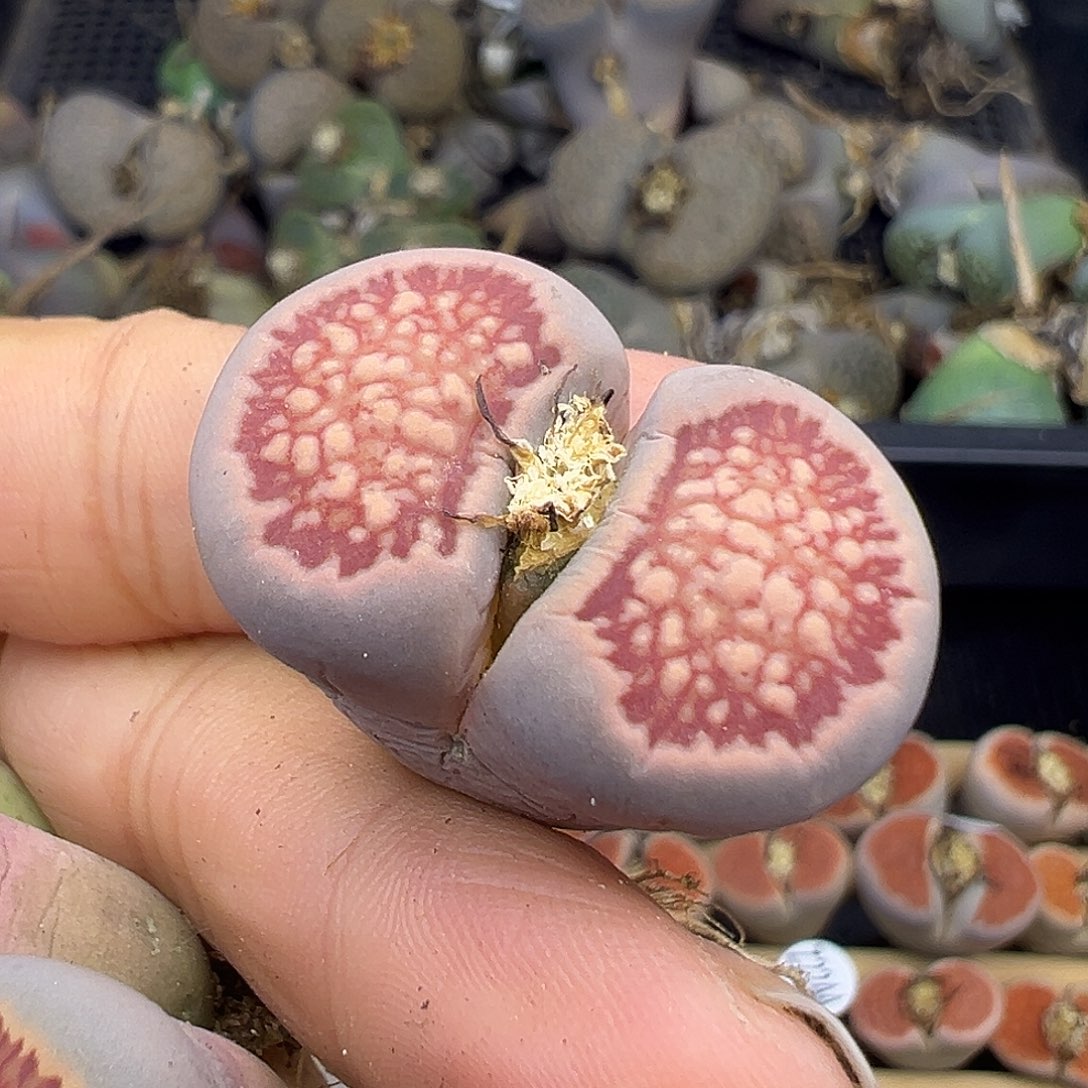 p**y2256下播福利炸1111111111