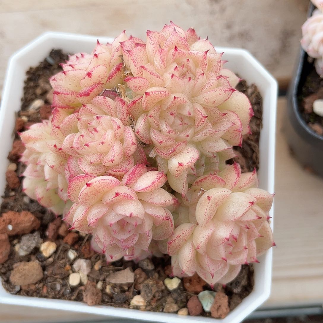 优选麦秆福利467