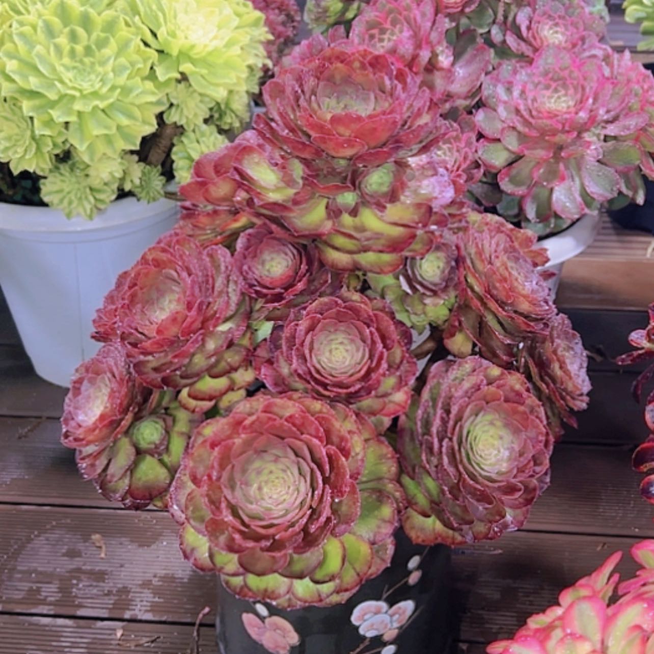 【闪购商品】红陶金*111111111111