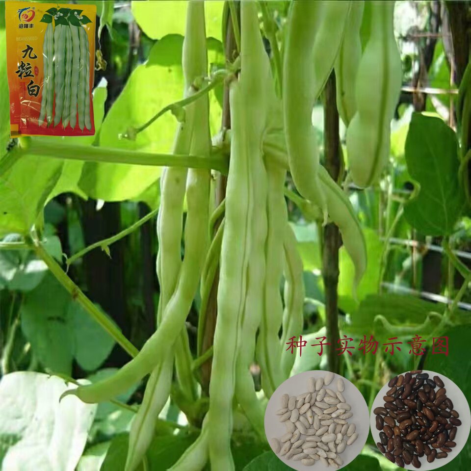 下单就发3包】九粒白芸豆种子白不老豆角早熟老来少豆籽 商品图