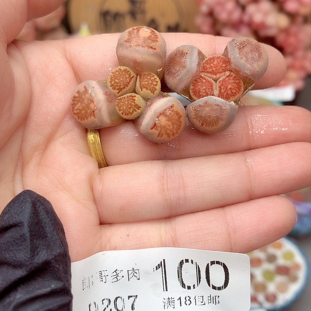 生石花满18包邮7-100