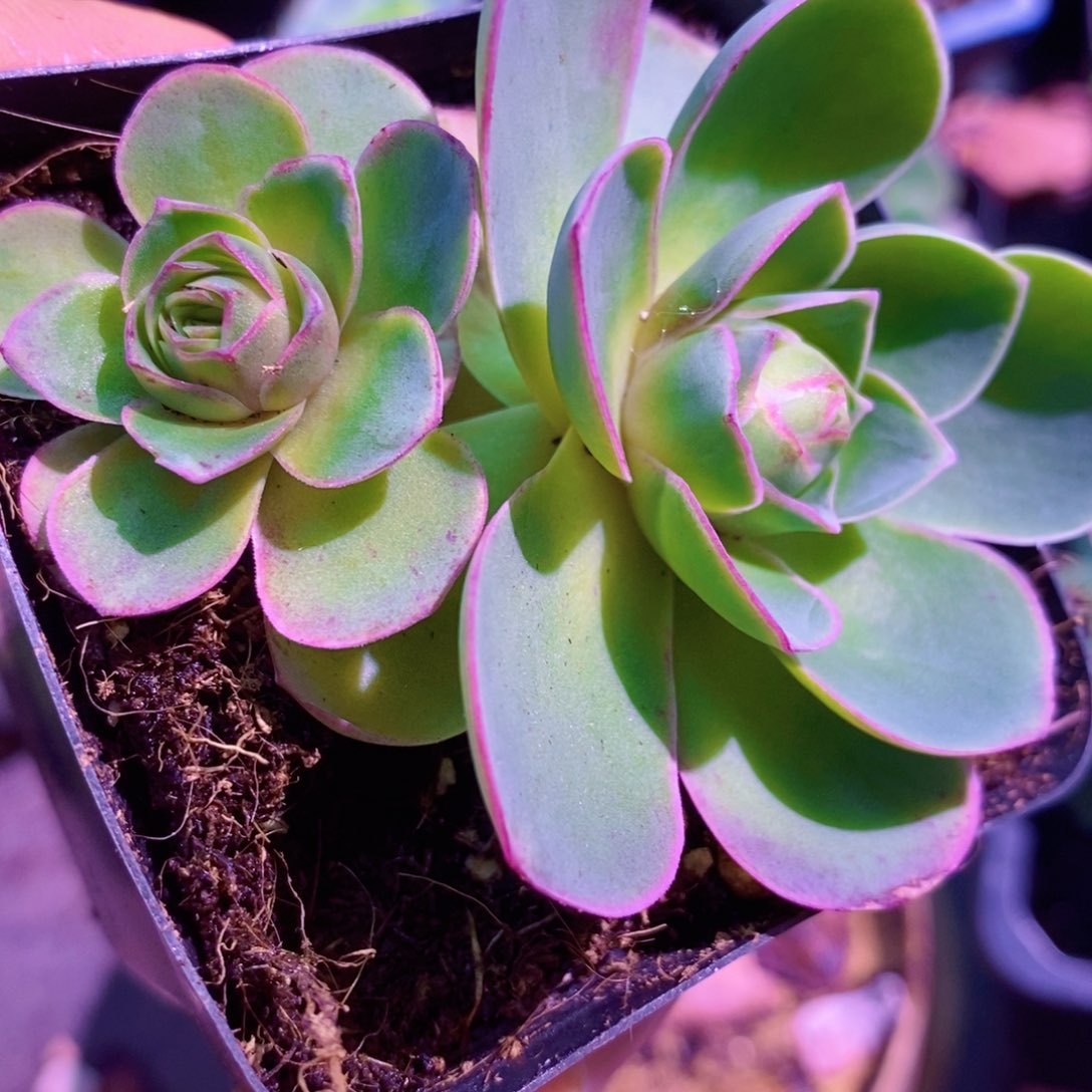 山地玫瑰新年福利一物一拍002