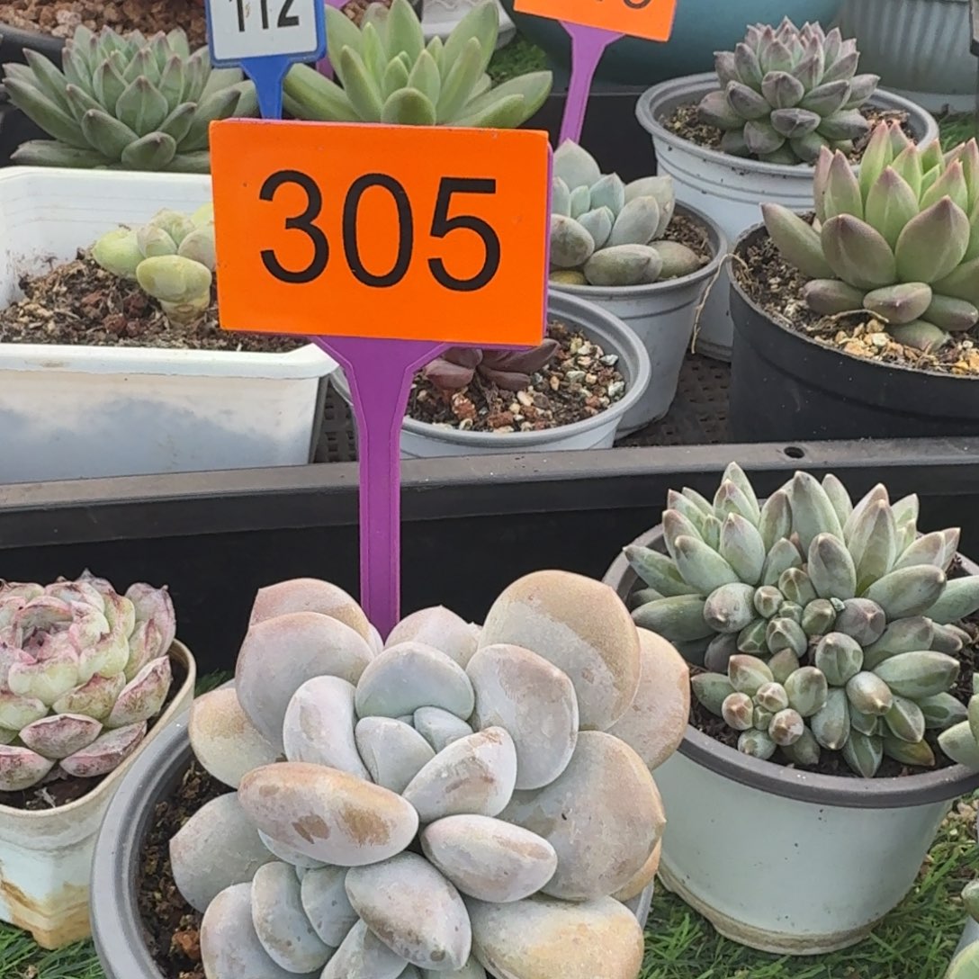 多肉植物漂亮大X305