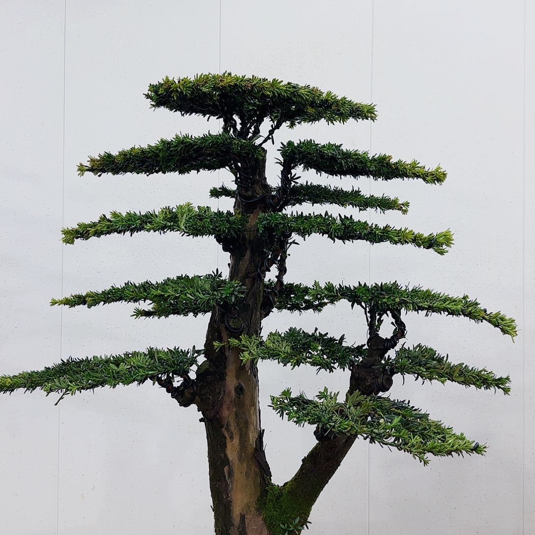 情*缘盆景艺术的设计师是