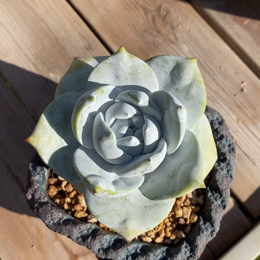 普芙拇指杂满根包邮