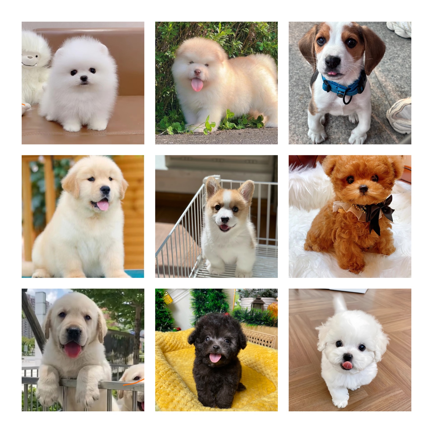 【抱抱爱犬宠物店】狗狗活体