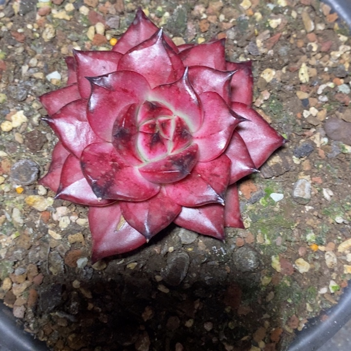 D076- 直播福利 红钻宝石体