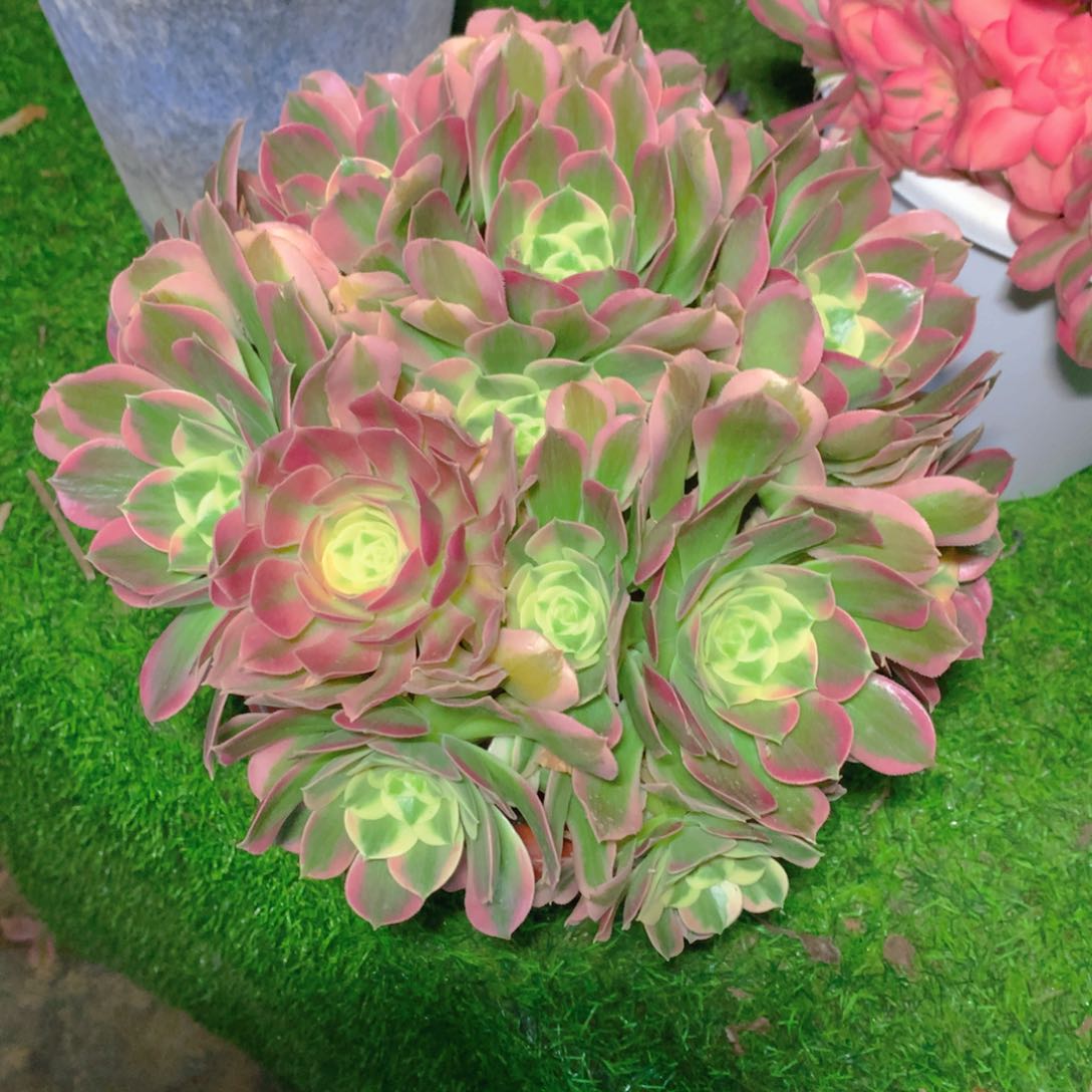 景***公843白凤绣球精品法师多肉