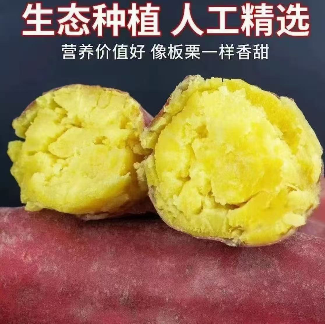 正宗陕西新鲜现挖板栗红薯粉糯香甜