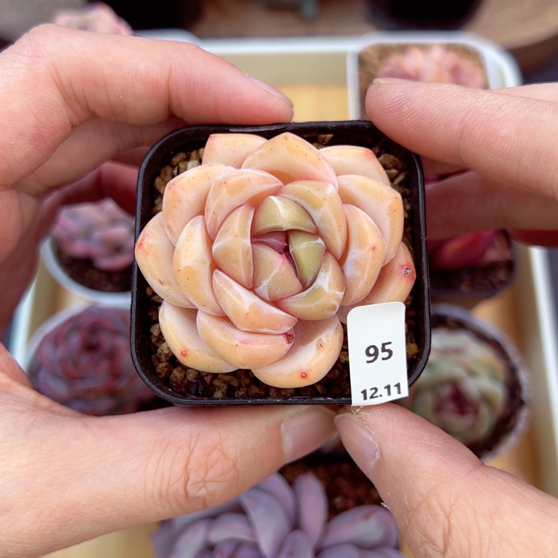 好好看95、哈哈哈哈