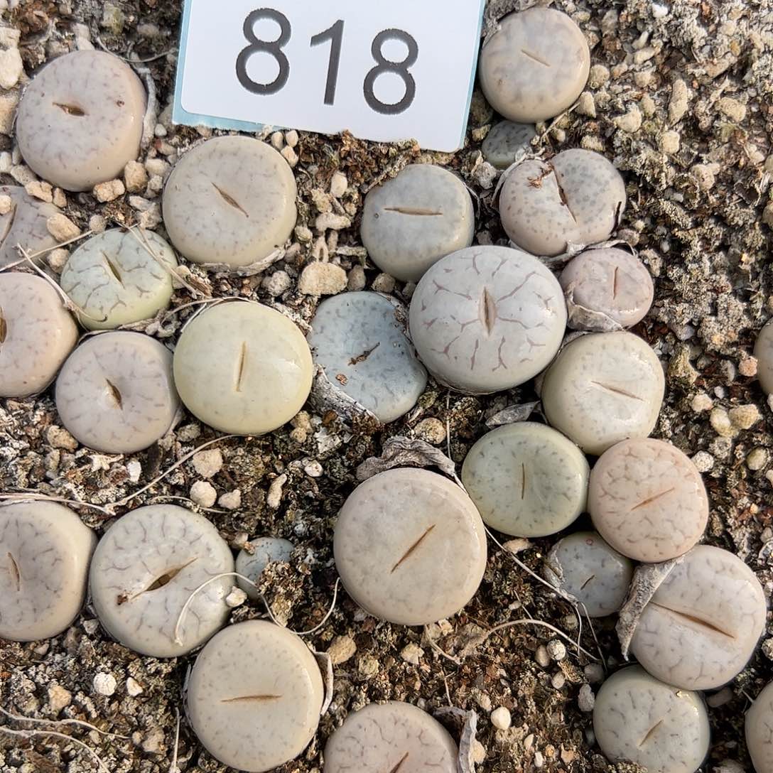 0000818量拍C69圆白曲3颗