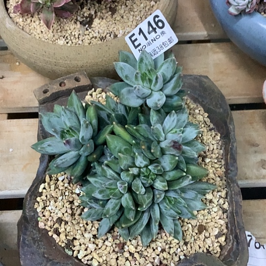 重楼大群146  亏本处理退款拉黑徐延迟发货