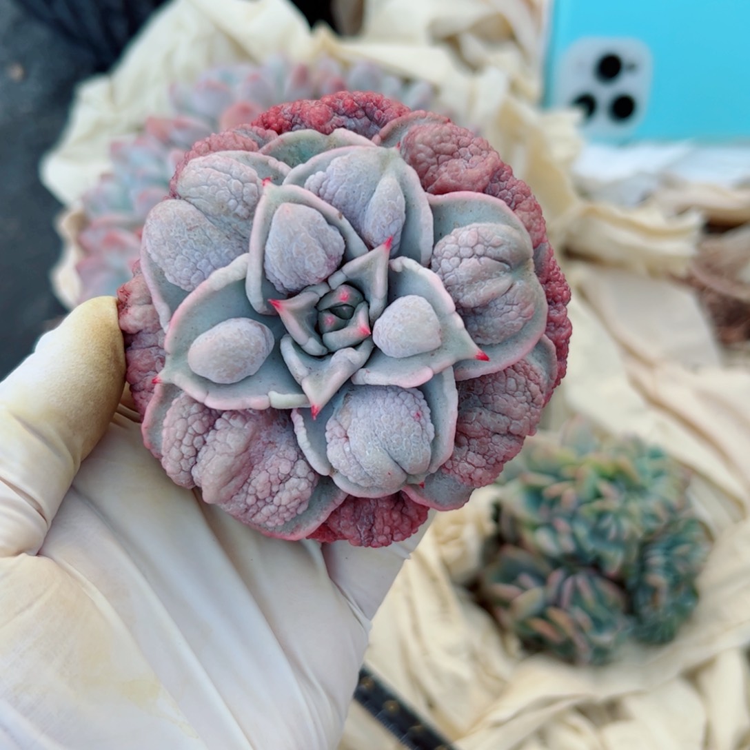 饺子皮的多肉植物多肉植物