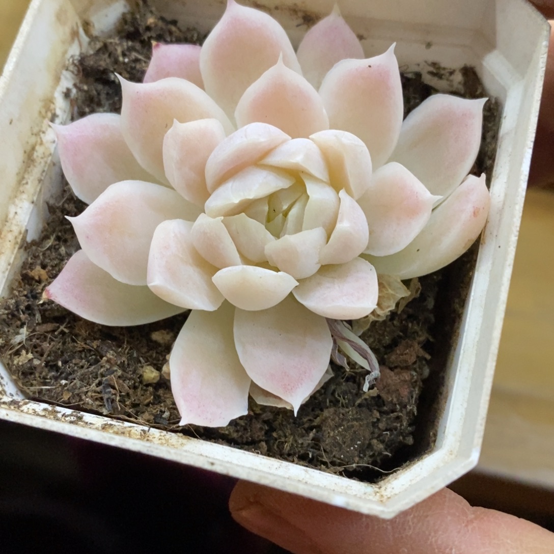 精品多肉一物一拍不包整286