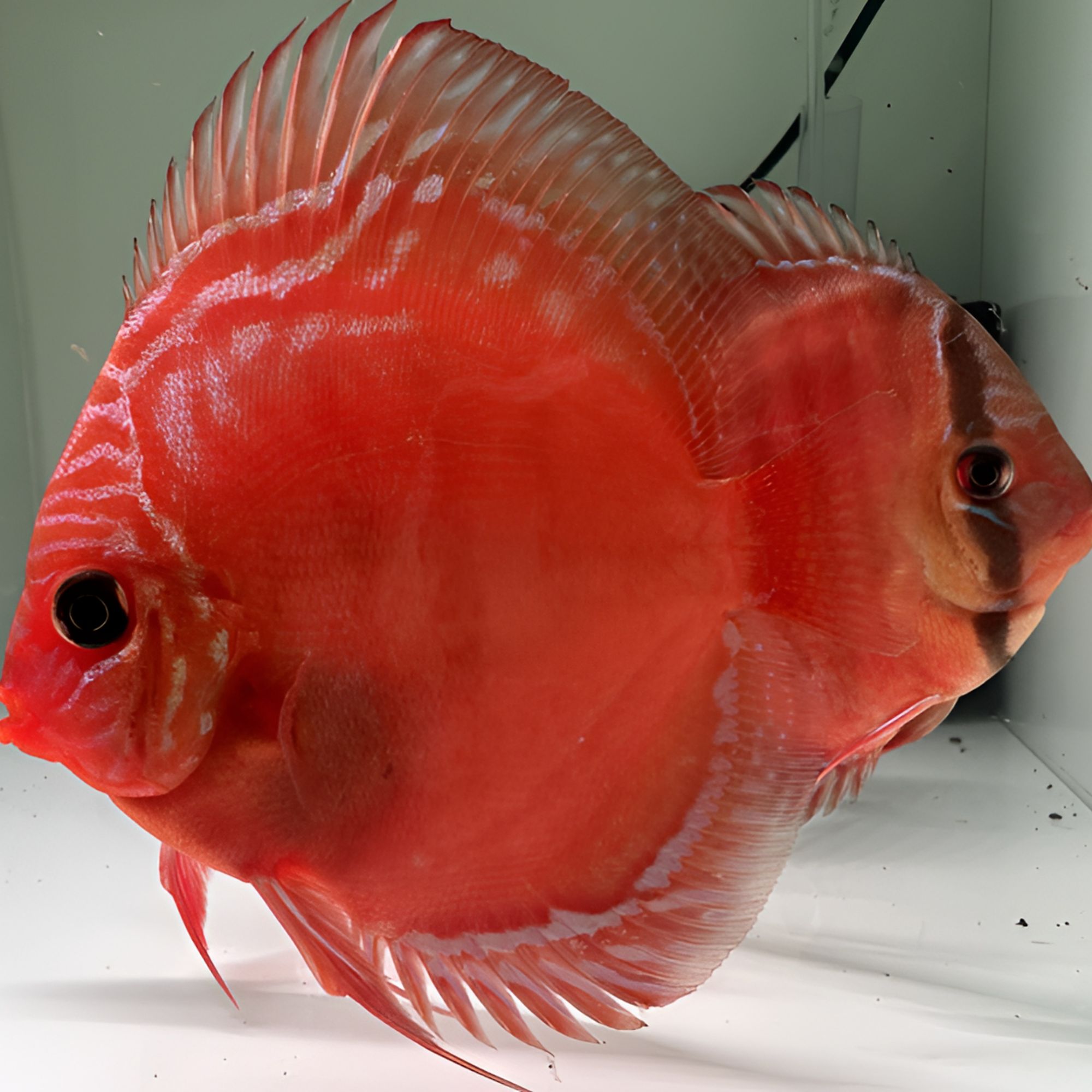 「鱼趣七彩鱼」8cm七彩神仙鱼观赏鱼红妃鸽子白蝴蝶黄金天子蓝红卡