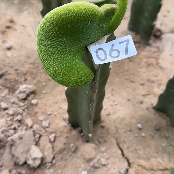 小***头嫁接青蛇缀化067