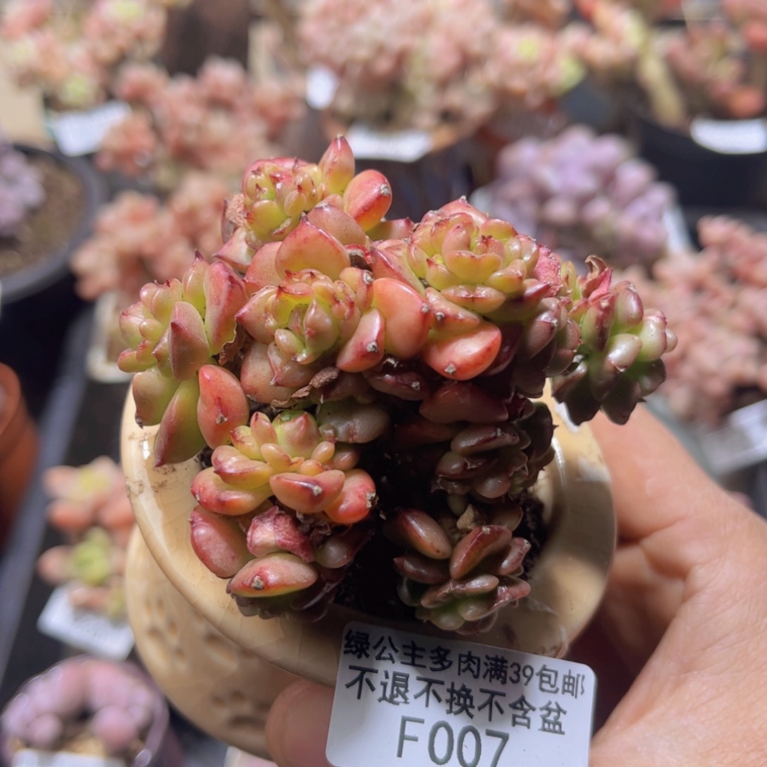 007蜡牡丹8c m多肉