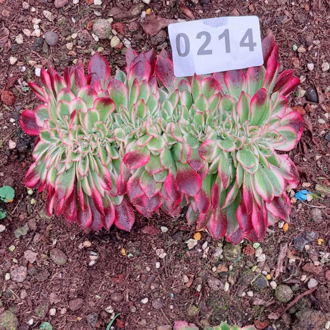 荔枝缀多肉发货发货