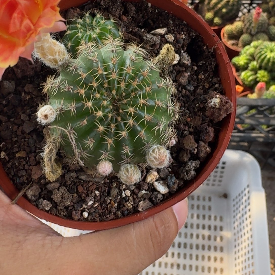 哈***郎无花朵丽花哈哈哈哈哈哈哈哈