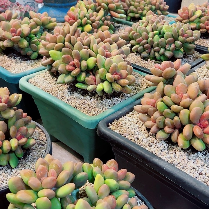 芒果奶老桩大群10头起发冠幅18-23厘米