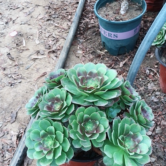 同***亦万圣节法师00000015