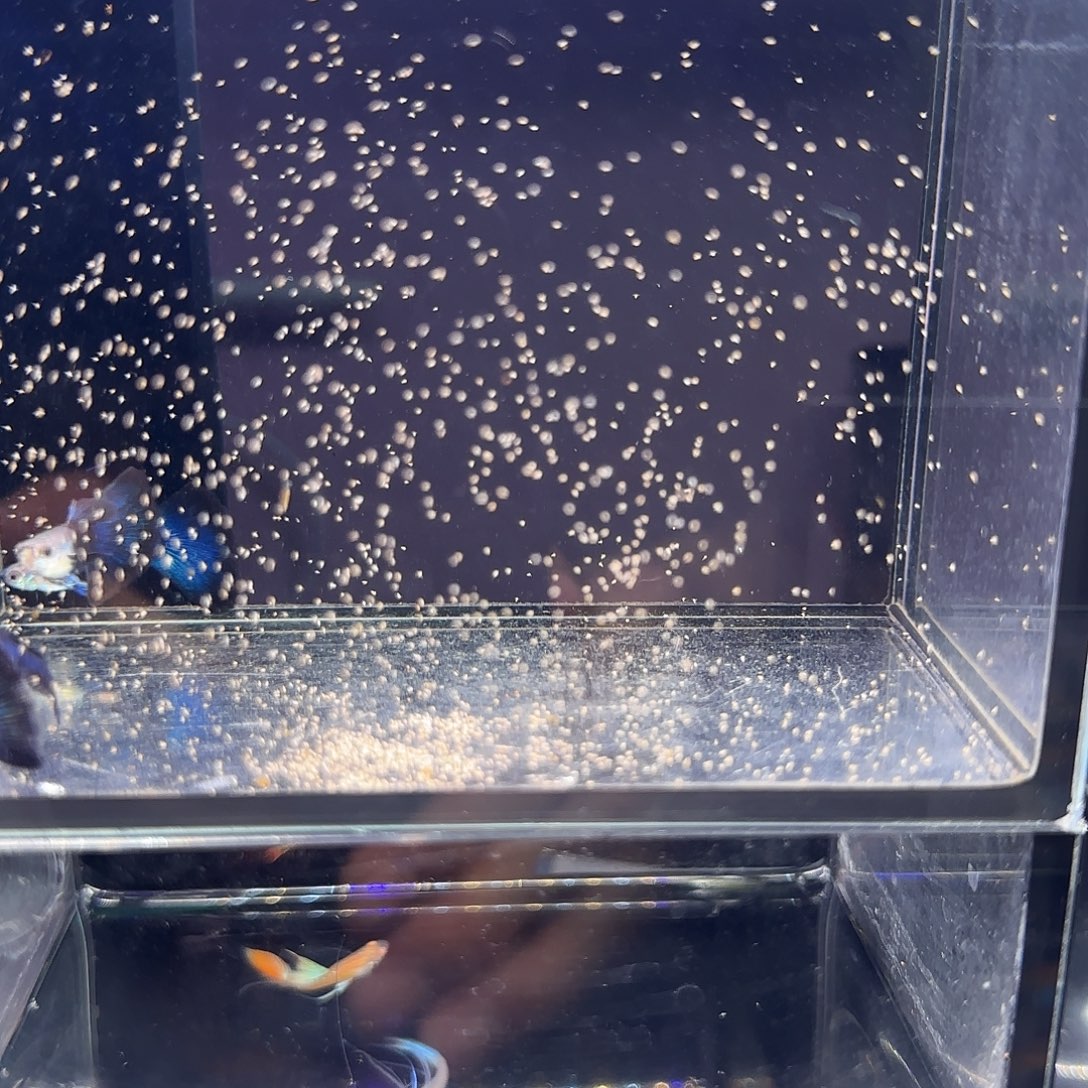 孔雀鱼兰化体公鱼四条