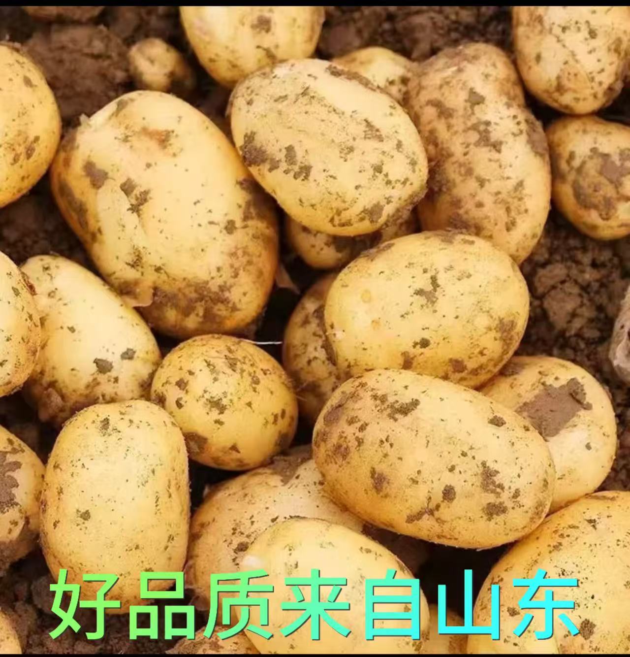 新挖新鲜正宗山东黄皮黄心小土豆洋芋马铃薯