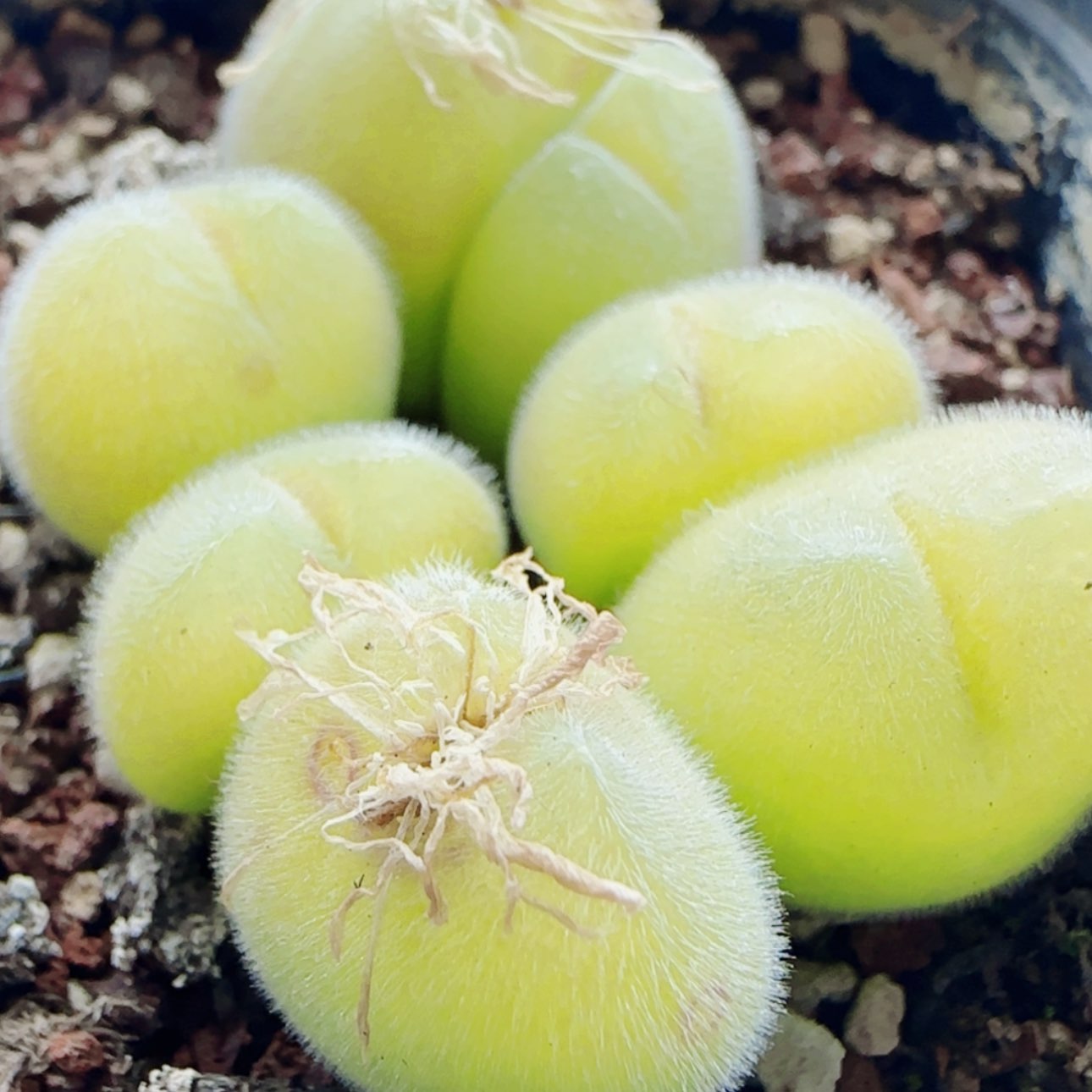 【闪购商品】19809