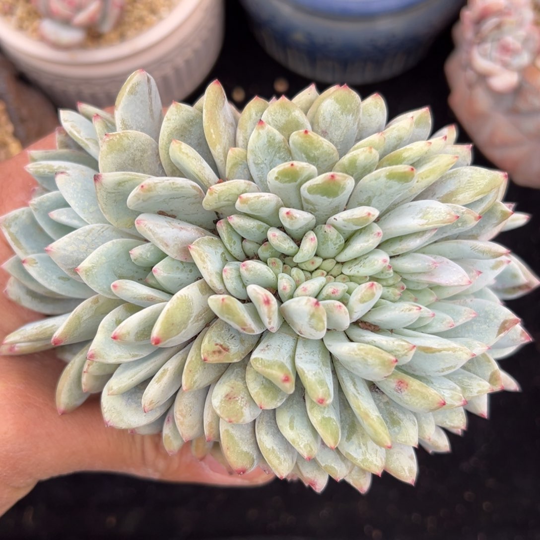 新年快乐 新年快乐