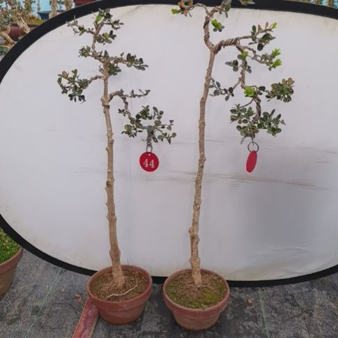 完全开放小叶瓜子黄杨盆景