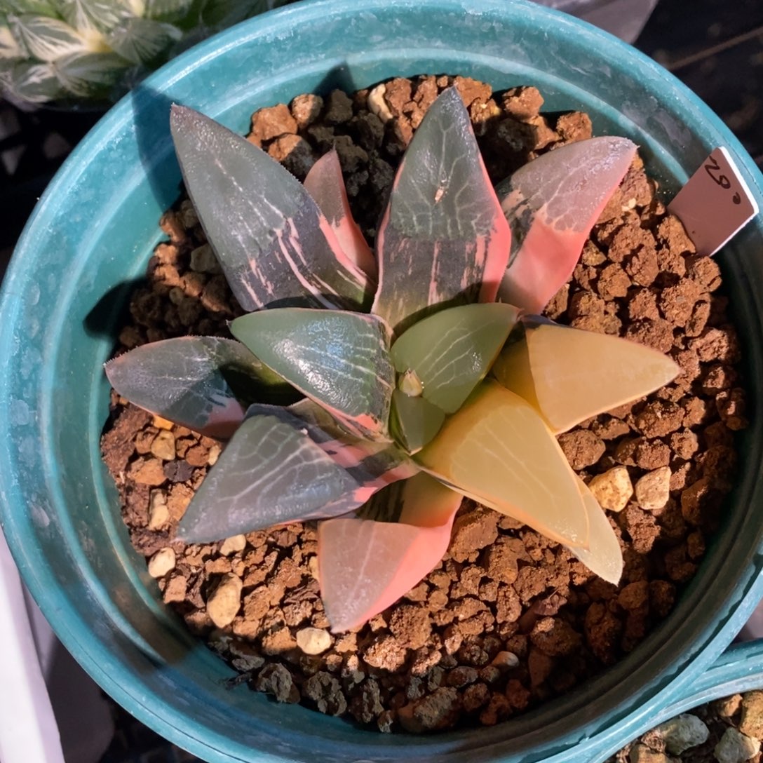 一颗实生大克锦。  