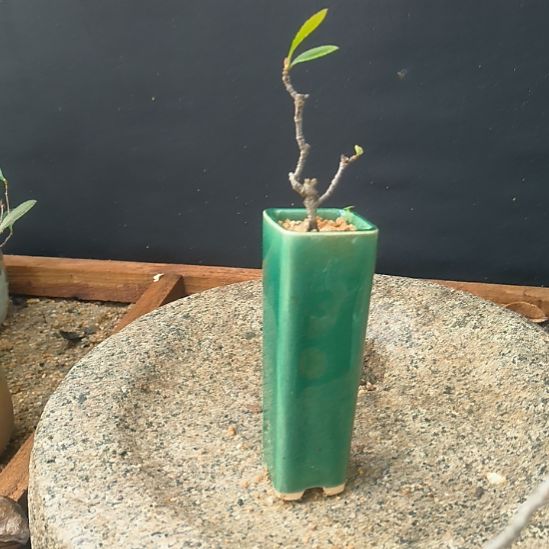 擦***陈无花朵海岛春花    