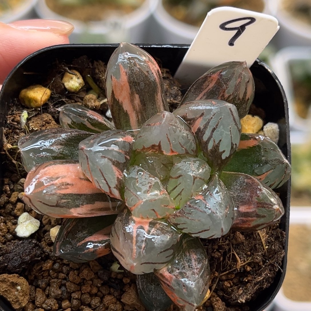 9赤斑玉露锦福利专场