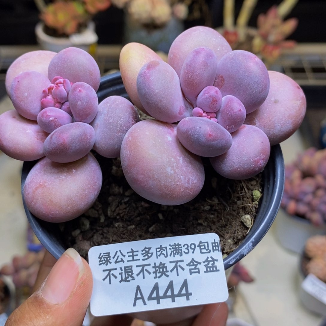 444蛋黄奶多肉7c m