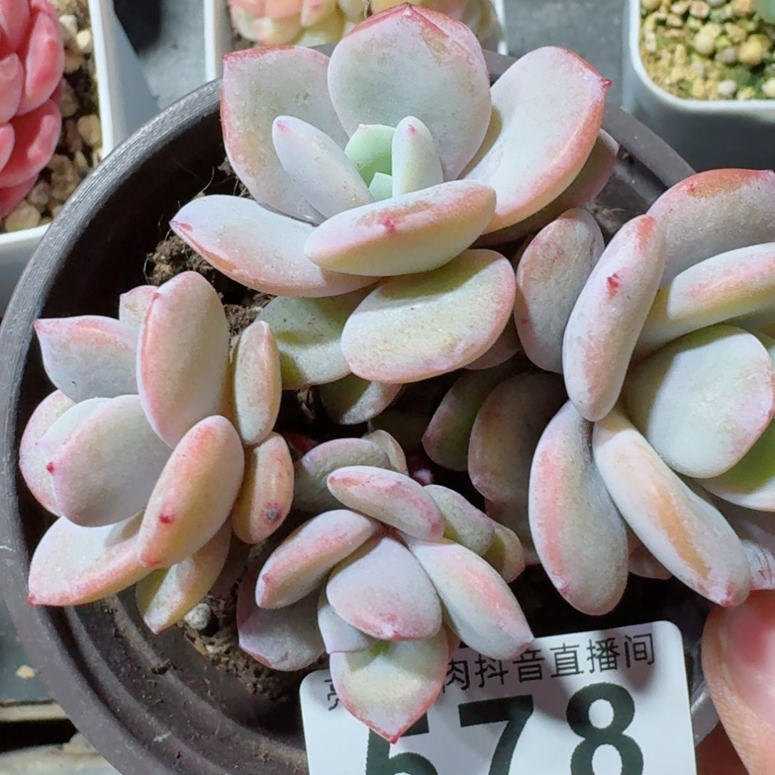 奶茶长腿         精品多肉