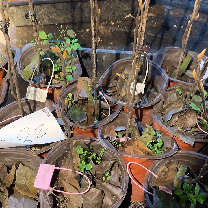 无花朵紫明月嫁接苗28.8