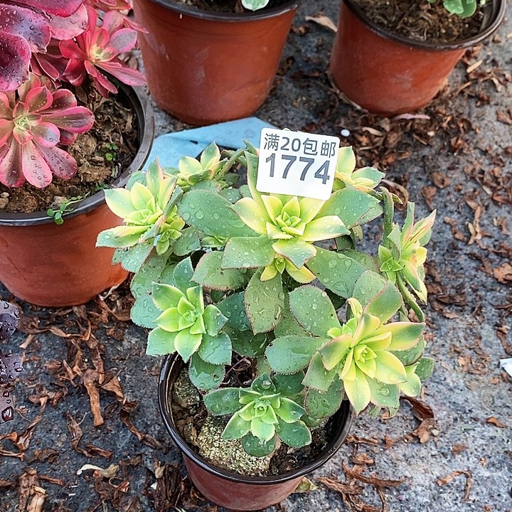 1774 一颗艳日辉法师多肉