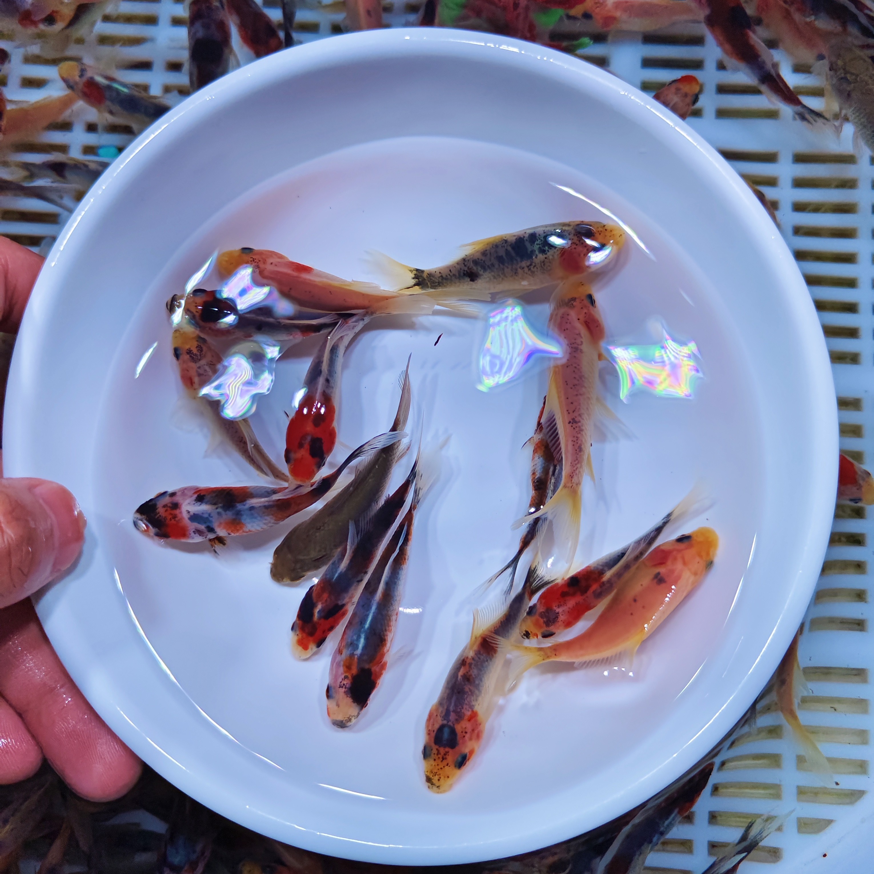 兰花金鱼冷水观赏鱼3-5cm 好养温顺可混养花色随机