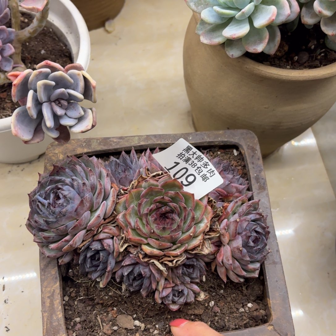 思***恋黑大帅多肉109蓝色妖姬