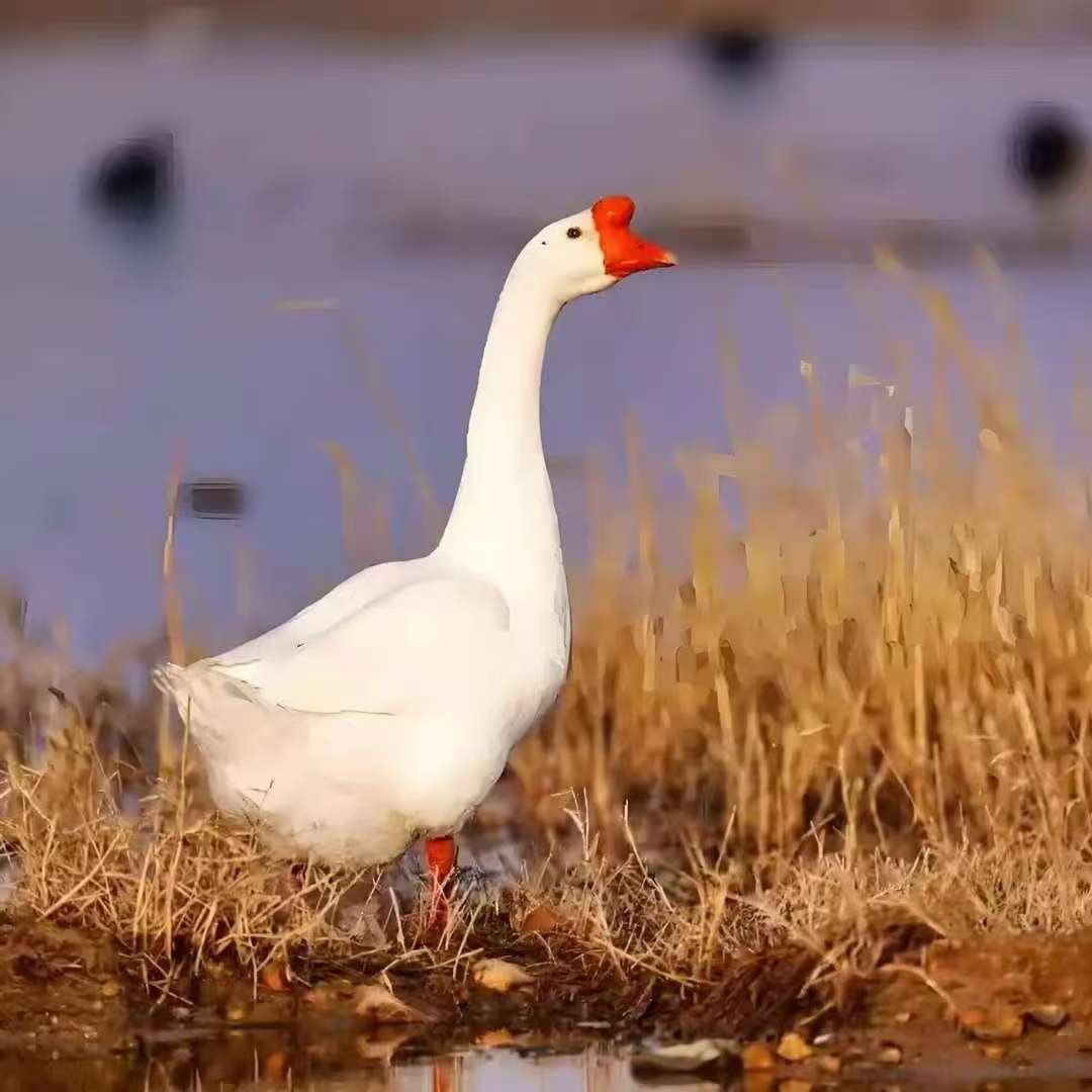 【10只装】大白鹅整鹅生鲜发货肉质鲜美