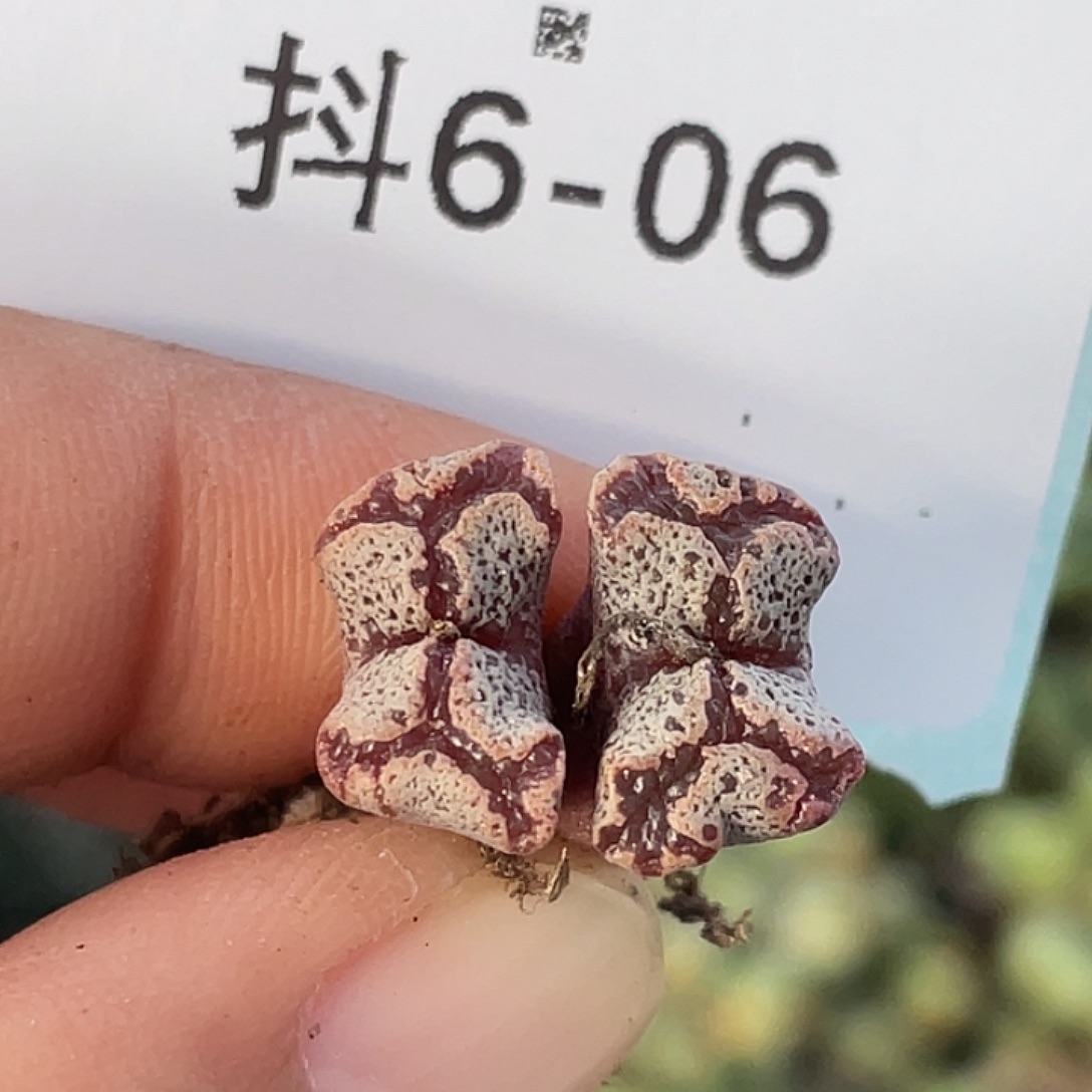 6-6超碟多肉植物肉锥